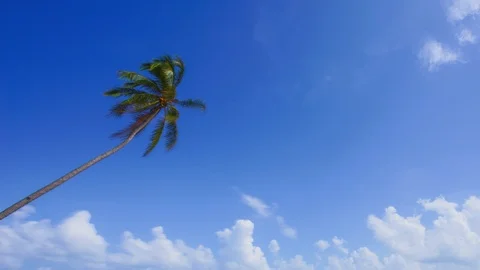 Time-lapse of lonely coconut tree at the beach Stock-Footage 103966704