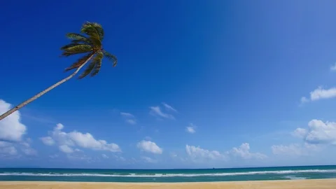 Time-lapse of lonely coconut tree at the beach Stock Footage 103988643
