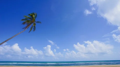 Time-lapse of lonely coconut tree at the beach Stock Footage 104015987
