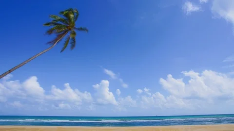 Time-lapse of lonely coconut tree at the beach Stock Footage 104029557