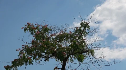 Time Lapse of Lonely Tree Blossoms and Couds Stock Footage 112633749