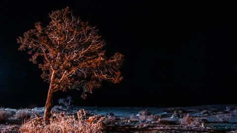 Time lapse of lonely tree in deserts during snow at night time. Stock Footage 238806165