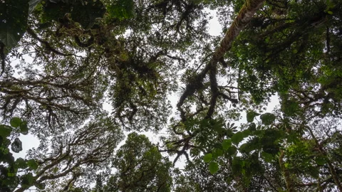 Time lapse looking up to the interlocking tree crowns in the rainforest canopy Stock Footage 166461949