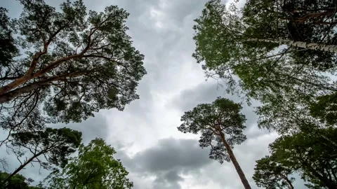 Time Lapse Looking Up on Rain Clouds Over Trees in Forest. Bottom View of Stock Footage 137803108