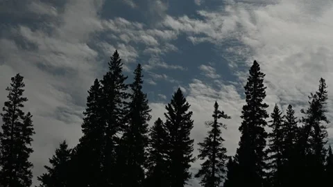 Time lapse looking up at silhouettes of tall spruce trees with storm clouds movi Stock Footage 321199357