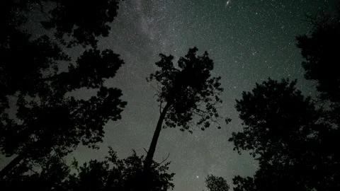 Time lapse looking up at a star filled sky as they move above silhouettes trees Stock Footage 295905042