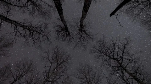 Time lapse looking straight up at the night sky through a stand of aspen trees.  Stock Footage 126917983
