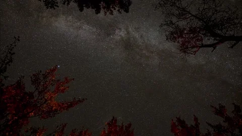 Time lapse looking straight up through a group of trees at the night sky  Stock Footage 162049069