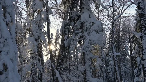 Time lapse looking towards the sun as is moves through evergreen trees  Stock Footage 232027702