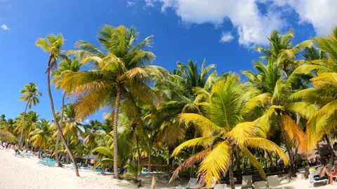 Time Lapse with a lot of palm trees and clouds on the idyllic island, Saona. Stock Footage 194825017