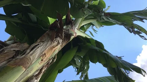 Time lapse of a low angle shot looking up at a banana tree's canopy Stock Footage 79606976