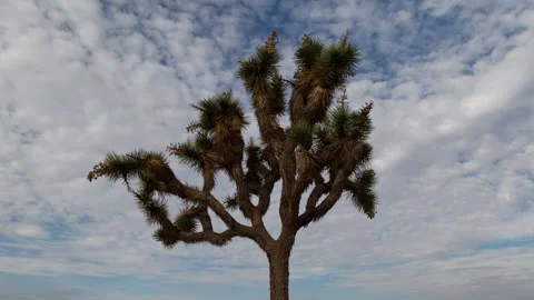 Time lapse low angle view of clouds in blue sky above a solitary Joshua Tree Stock Footage 202289685