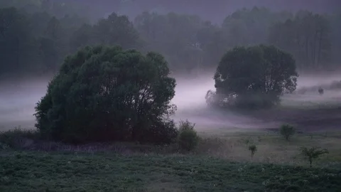 Time lapse of low hanging mist around trees over grass at night in the fields Stock Footage 126036159