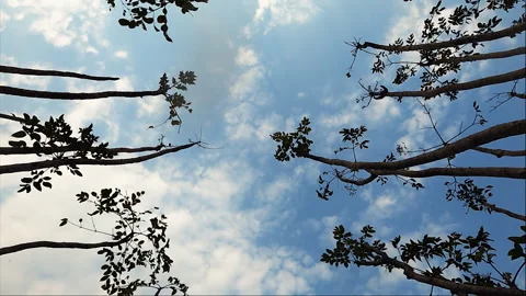 Time-lapse lower angle view of mulberry tree with moving clouds in Assam Stock Footage 339269239
