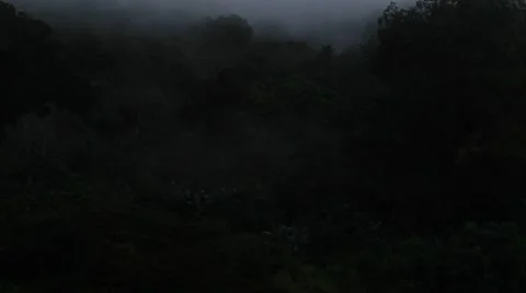 Time lapse of lush forest in Rio Platano Biosphere Reserve, Honduras Stock Footage 62389003
