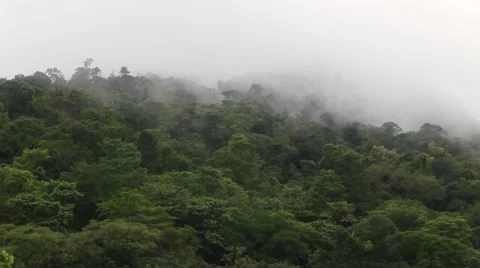 Time lapse of lush forest in Rio Platano Biosphere Reserve, Honduras Stock Footage 62389010