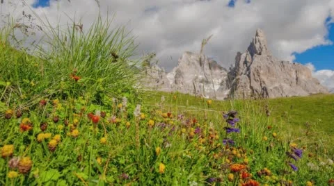 Time lapse of a lush Italian meadow with greenery blowing in the wind. Stock Footage 68308567