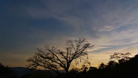 Time lapse of lush tree against sunlight during colorful sunset. Stock Footage 151848688
