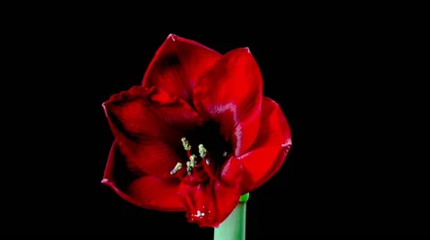 Time Lapse - Macro Flower Amaryllis Blooming Video stock 47038954