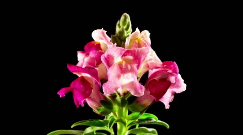 Time Lapse - Macro Flower Snapdragon Blooming Video stock 41946078