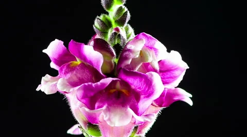 Time Lapse - Macro Flower Snapdragon Blooming Stock Footage 42907436