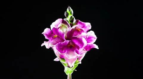 Time Lapse - Macro Flower Snapdragon Blooming Stock Footage 42907442