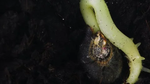 Time lapse macro footage captures the process of an okra seed sprouting and 库存影片 343878385
