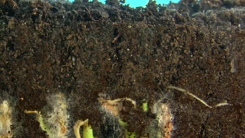 Time lapse macro footage of haricot beans growing from seeds in the earth to Stock Footage 345452966