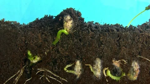 Time lapse macro footage of haricot seeds germinating and growing Stock Footage 345453010