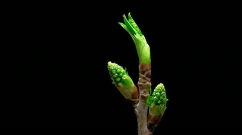 Time-lapse macro leaf bud growing - isolated on black background Vidéo 10898617