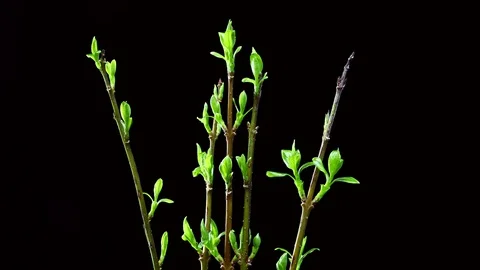 Time-lapse macro leaf bud growing - isolated on black background Stock Footage 74168562