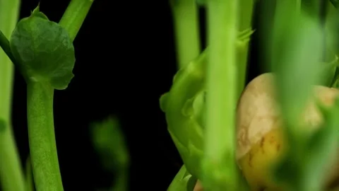 Time lapse macro shot captures the life cycle of peas from seed to sprout Stock Footage 346472227