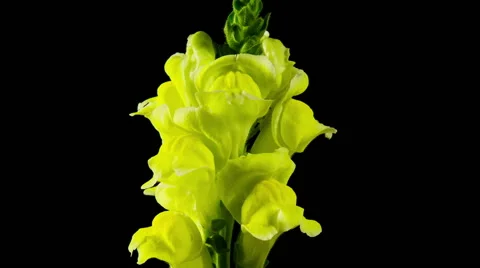 Time Lapse - Macro Yellow Flower Snapdragon Blooming Stock Footage 61740185