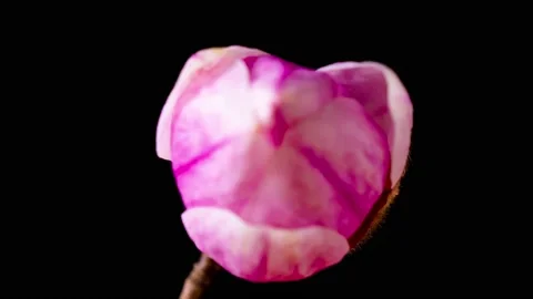 Time Lapse of Magnolia flower blooming. Opening beautiful flower buds Stock Footage