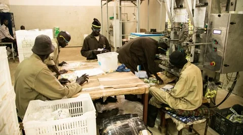 Time lapse of Male Workers Working In a Factory Packing Workshop Stock Footage 61131360