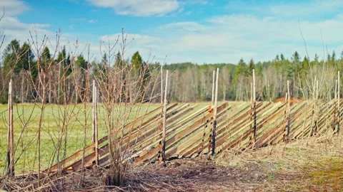 Time-lapse Of A Man Installing Skigard, Norwegian Fence On A Sunny Day. Stock Footage 314424619