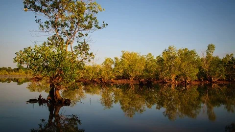 Time lapse of a mangrove ecosystem on the tidal flood 動画素材 70147497