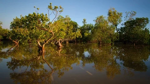 Time lapse of a mangrove ecosystem on the tidal flood 動画素材 70148434