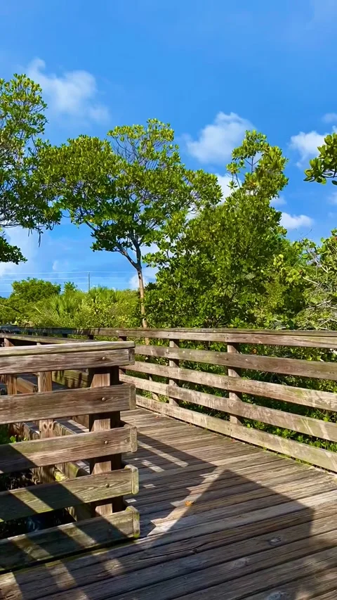 Time lapse of a mangrove forest in Florida Stock-Footage 276608677