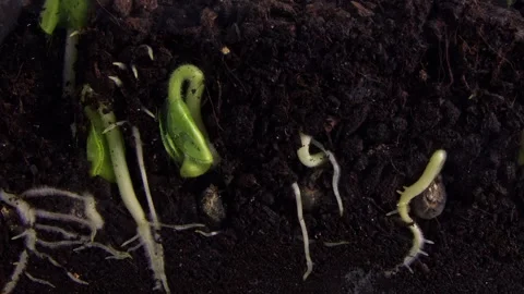 Time lapse of many okra seeds planted in a row and growing and sprouting 库存影片 343878348