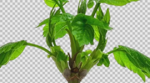 Time-Lapse Of Maple Growing, with alpha channel Stock Footage 64405095