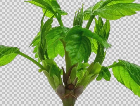 Time-Lapse Of Maple Growing, with alpha channel Stock Footage 64405861