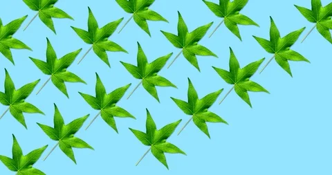 Time lapse of maple leaves pattern on blue background 스톡 동영상 123777934