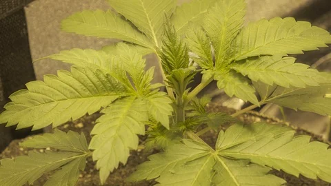 Time lapse of marijuana growing towards the lights. indoor marijuana grow Stock-Footage 129420529