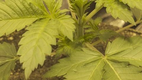 Time lapse of marijuana growing towards the lights. indoor marijuana grow 库存影片 129420530