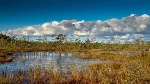 Time lapse in a marsh. Stock Footage 69953501