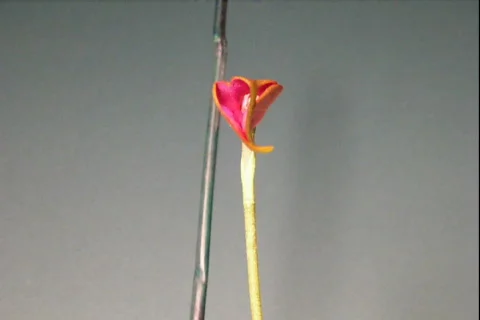 Time lapse of Masdevallia Orchid Video stock 872459