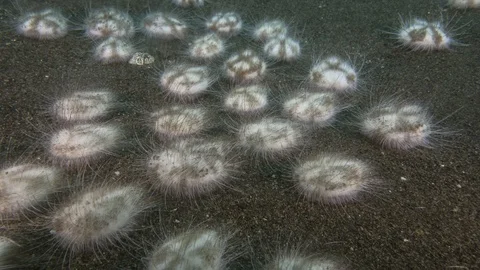 Time lapse of mass aggregation of sea urchins Vidéo 95423479