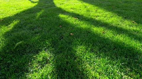 Time lapse of meadow and moving shadow of tree Stock Footage 168396822
