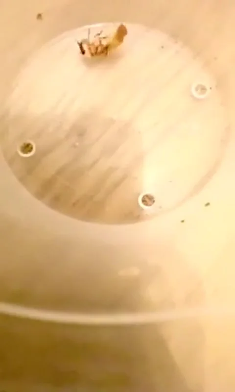 Time lapse of a Mealworm pupa turning into a darkling beetle 動画素材 147630929